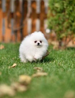 Zwergspitz Pomeranian Welpen Abgabebereit. - Hamburg