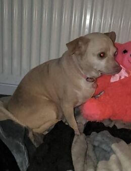 Mona, Chihuahua sucht neue Familie - Unterföhring