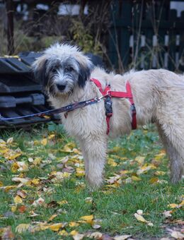 Sehr verschmuster aufgeweckter Mischlingsrüde Paul - Angern