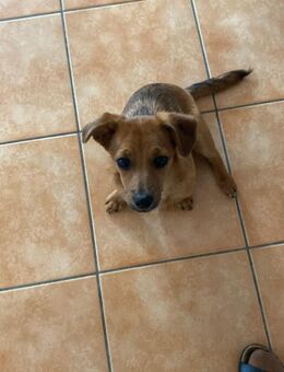 Kleiner Merlin sucht liebevolles Zuhause - Seggebruch