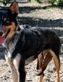 Aitana, sehr ängstlich in 86498