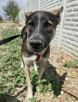 Rufus sucht ein schönes Hundeleben! - Beltheim