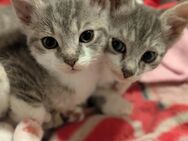 Zuckersüße Katzenjungs - Göhl
