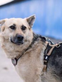 Zuhause gesucht für hübsche Sheila - München