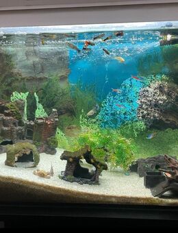 Aquarium mit Zubehör und Fische! - Berlin Marzahn-Hellersdorf