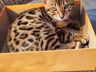 Bengal kitten - Schwäbisch Gmünd