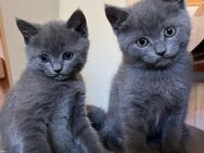 Zwei kleine Kater (Norwegische Waldkatze/BKH) - Nürnberg