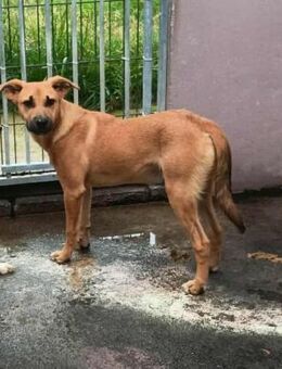 Theo - er muss in Ruhe ankommen - Höchst (Odenwald)