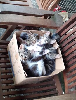 Junge zahme Katzen abzugeben - Burg (Spreewald)