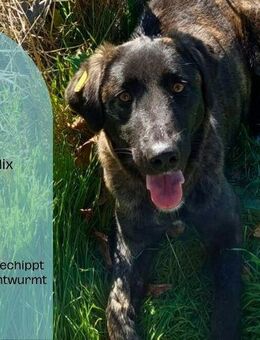 Hündin AYA - Eine liebenswerte Prinzessin auf der Suche nach ihrem Für-Immer-Zuhause Cats-Hope e.V. - Plankstadt