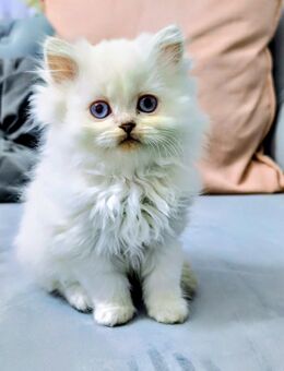 BLH Point Kitten - Nordenham