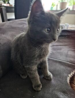 Baby Katze - Borken (Hessen)