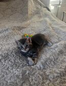 Kitten suchen neue Besitzer/in in 10243