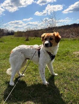 Henna soll nicht in Rumänien aufwachsen - Blankenheim (Nordrhein-Westfalen)