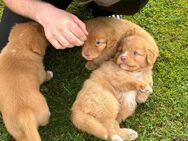 Nova Scotia Duck Tolling Retriever - Huje