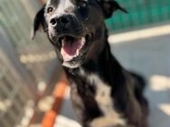Cloe wartet im Tierheim - Köln