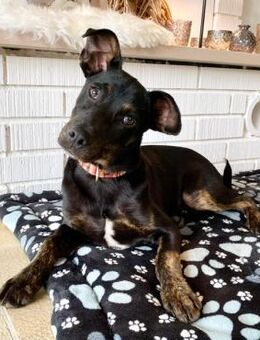 Bailey - ein Blick zum dahinschmelzen - Grevenbroich