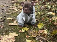 Französische Bulldogge Schoko Rüde - Ingolstadt