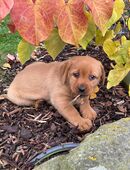 Labradorwelpen, dark foxred in 48317