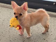 Verkaufe: Chihuahua Mini Langhaar Mädchen - Berlin