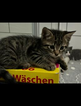 Sùße Katzenbaby suchen neues Hause - Bad Wildbad