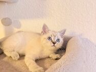 BKH Kitten suchen neues zu Hause - Berlin Neukölln