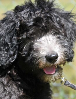 Theodor * Aussiedoodle-Welpe * F1b * abgabebereit - Greifenstein