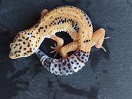 Leopardgecko weibchen Tangerine - Winterthur