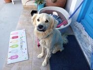 Lenon sucht ein Zuhause - Arnsberg