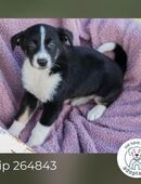 Chip 264843 sucht ein Zuhause in 63931