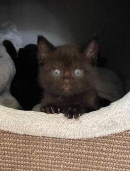 BKH Kitten mit Gesundheitszeugnis und Impfpass - Schalksmühle