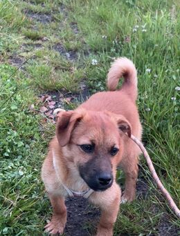 Pikinesen Mix - Sassenburg