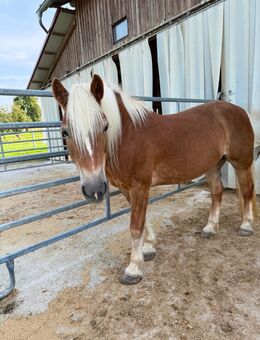 Haflingerstute/ Beisteller/ Rehepferd/ Rehepony - Pfedelbach