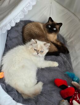 Siamkater und Perserkatze in guten Händen abzugeben - Mainz