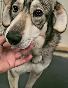 NEYLA - wunderschön, offen - Weilheim (Oberbayern)