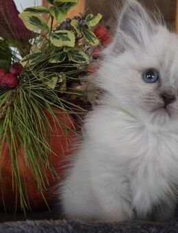 Heilige Birma Kitten blue/seal point - Auerbach (Vogtland)