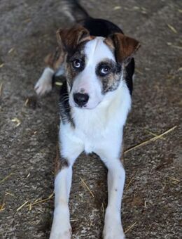 Alissa - Familie fürs Leben gesucht (I) - Ludwigshafen (Rhein)