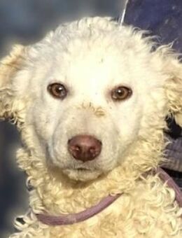 Hundekind CLIVE - Gefrees