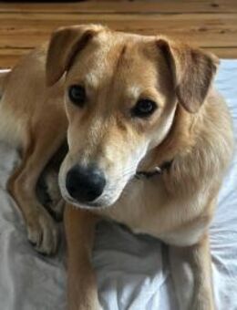 Onida sucht ein ruhiges Zuhause - München