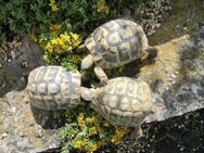 Gruppe 1,2, Griechische Landschildkröten - Tübingen