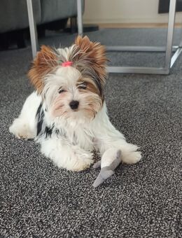 Biever Yorkshire Terrier - Düsseldorf