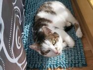 Kater - Meißen