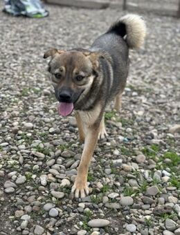 Tortellino- sucht seine Pflegeeltern - Celle