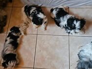 Reinrassige Biewer Yorkshire Terrier Welpen - Herbstadt