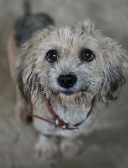 🐾 🌸 Annika ein Herz auf vier Pfoten - Ludwigshafen (Rhein)