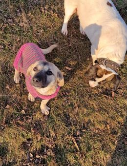 Ronja Entdeckerin mit Herz sucht Familie - Großefehn