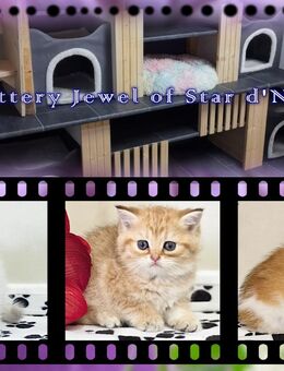 BKH Britisch Kurzhaar Kitten mit Stammbaum. - Meßkirch