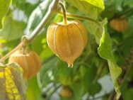 Andenbeere 'Molly' (Physalis Peruviana) Erdkirsche - Horgenzell
