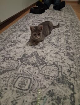 Suchen Pflegestellen für Kätzchen - Heidenheim (Brenz)