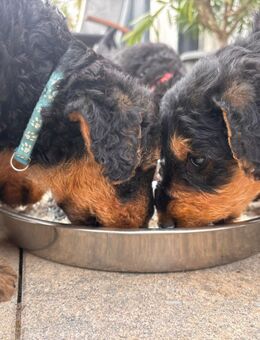 wunderschöne Airedale Terrier Welpen in liebevolle Hände abzugeben - Kirchberg (Sachsen)